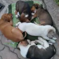 Tigresa, Mimoso e Ni