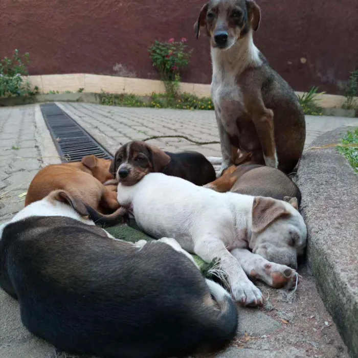 Cachorro ra a SRD idade Abaixo de 2 meses nome Tigresa, Mimoso e Ni