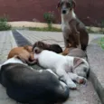 Tigresa, Mimoso e Ni