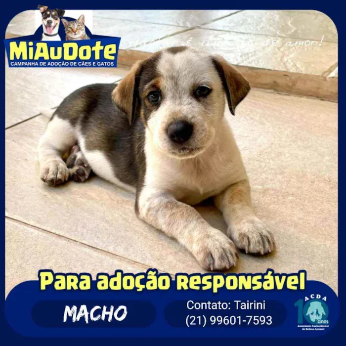 Cachorro ra a SRD idade Abaixo de 2 meses nome Tigresa, Mimoso e Ni