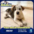 Tigresa, Mimoso e Ni