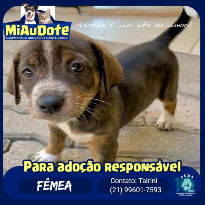 Cachorro ra a SRD idade Abaixo de 2 meses nome Tigresa, Mimoso e Ni