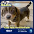Tigresa, Mimoso e Ni