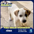 Tigresa, Mimoso e Ni