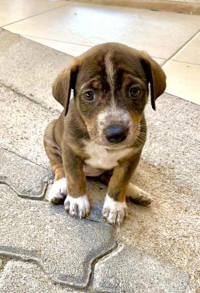Cachorro ra a SRD idade Abaixo de 2 meses nome Tigresa, Mimoso e Ni