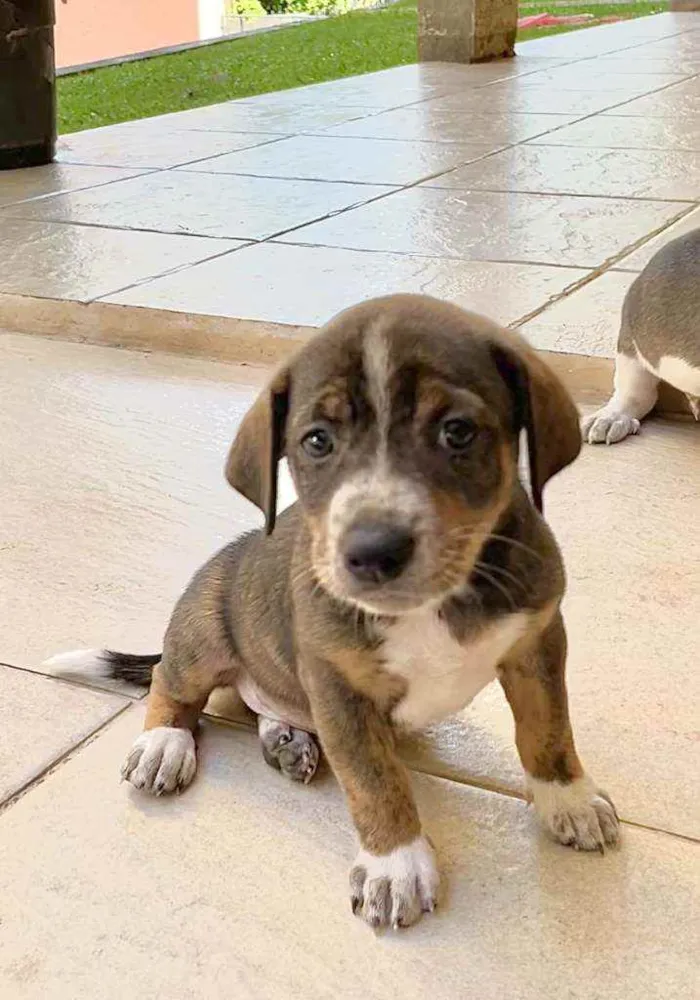 Cachorro ra a SRD idade Abaixo de 2 meses nome Tigresa, Mimoso e Ni