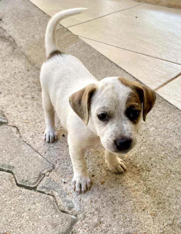 Cachorro ra a SRD idade Abaixo de 2 meses nome Tigresa, Mimoso e Ni