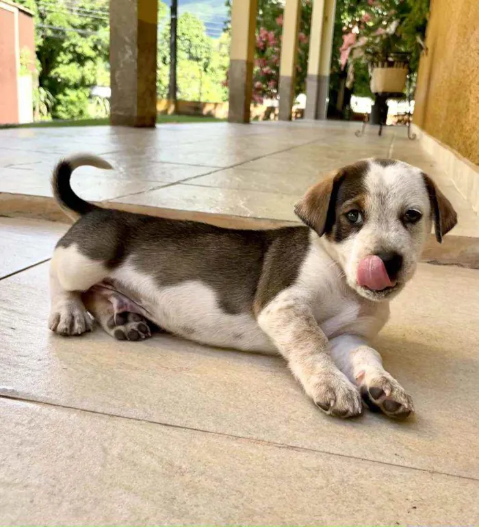 Cachorro ra a SRD idade Abaixo de 2 meses nome Tigresa, Mimoso e Ni