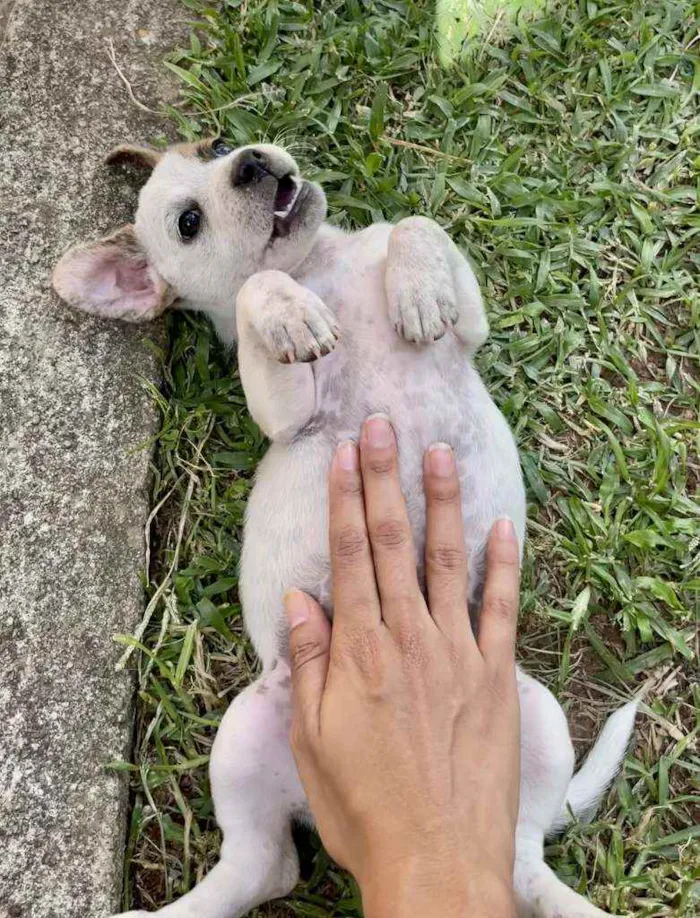 Cachorro ra a SRD idade Abaixo de 2 meses nome Tigresa, Mimoso e Ni
