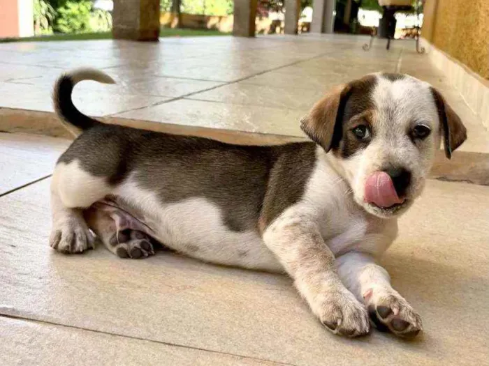 Cachorro ra a SRD idade Abaixo de 2 meses nome Tigresa, Mimoso e Ni