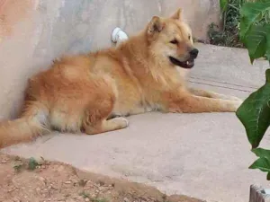 Cachorro raça chow chow idade 2 anos nome Linda