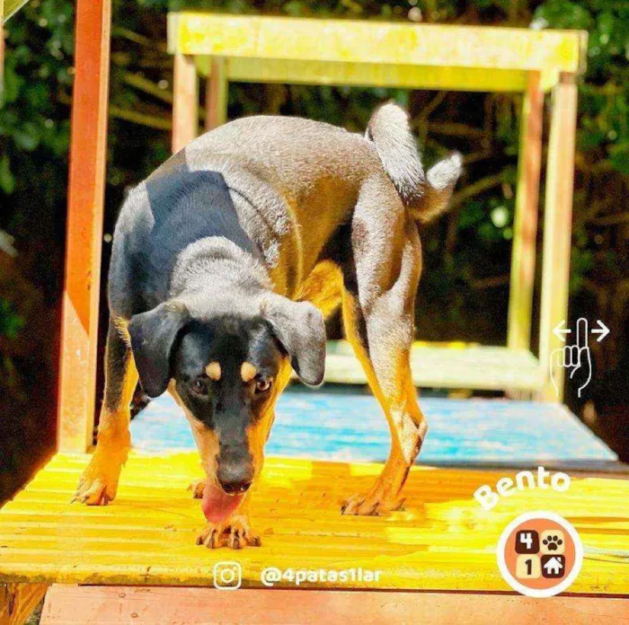 Cachorro ra a Sem raça definida idade 7 a 11 meses nome Bento