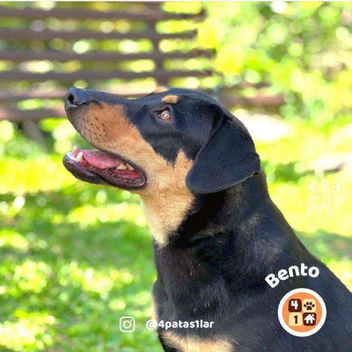 Cachorro ra a Sem raça definida idade 7 a 11 meses nome Bento
