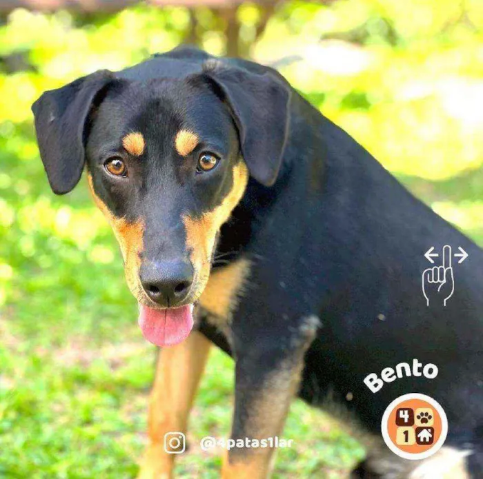 Cachorro ra a Sem raça definida idade 7 a 11 meses nome Bento