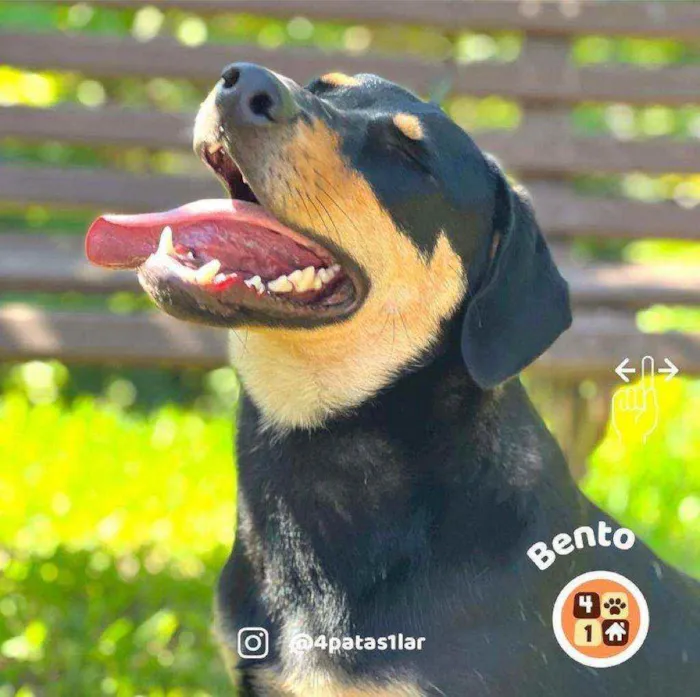 Cachorro ra a Sem raça definida idade 7 a 11 meses nome Bento