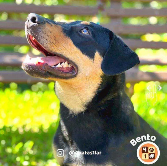 Cachorro ra a Sem raça definida idade 7 a 11 meses nome Bento