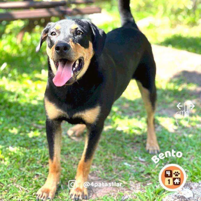 Cachorro ra a Sem raça definida idade 7 a 11 meses nome Bento