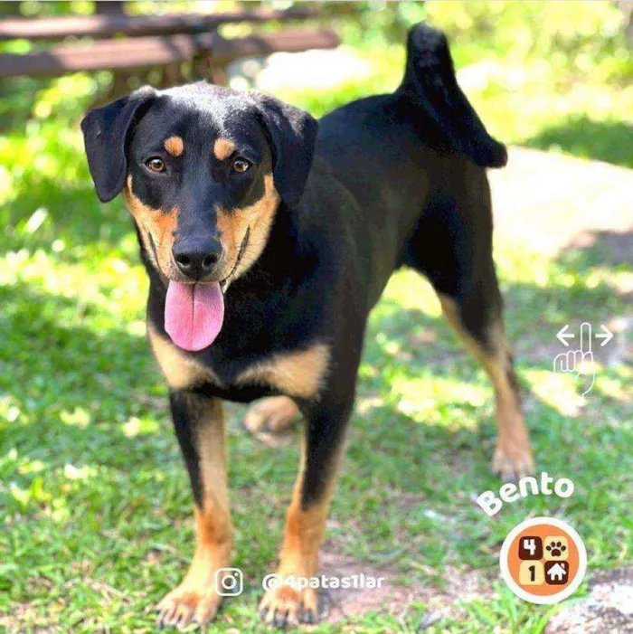 Cachorro ra a Sem raça definida idade 7 a 11 meses nome Bento