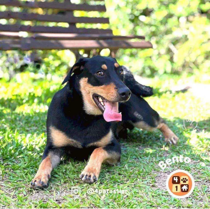 Cachorro ra a Sem raça definida idade 7 a 11 meses nome Bento