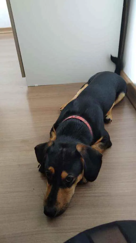 Cachorro ra a mistura de linguicinha e vira  idade 7 a 11 meses nome Loki