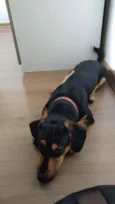 Loki