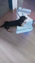 Loki
