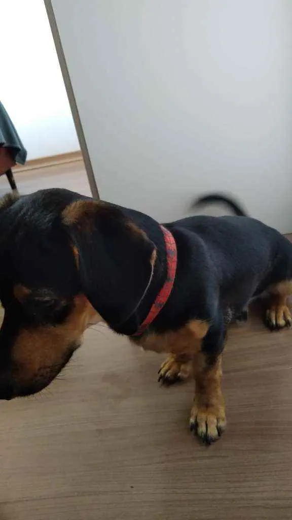 Cachorro ra a mistura de linguicinha e vira  idade 7 a 11 meses nome Loki