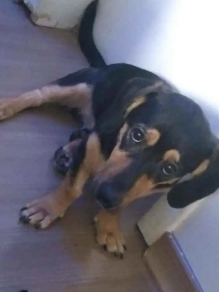 Cachorro ra a mistura de linguicinha e vira  idade 7 a 11 meses nome Loki
