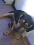 Loki