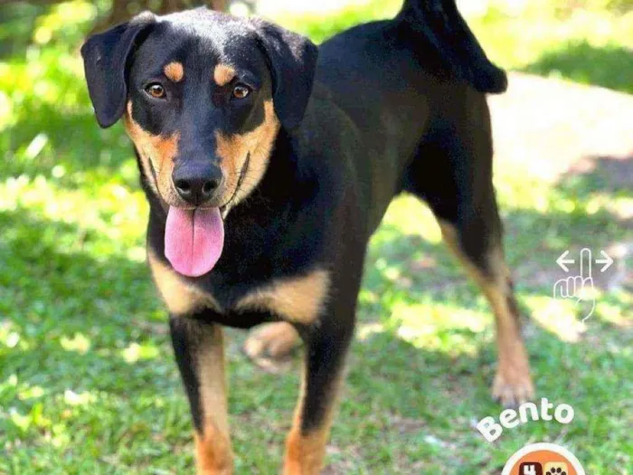Cachorro ra a Sem raça definida idade 7 a 11 meses nome Bento