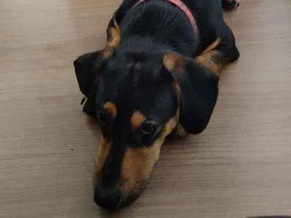 Cachorro ra a mistura de linguicinha e vira  idade 7 a 11 meses nome Loki