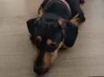 Loki