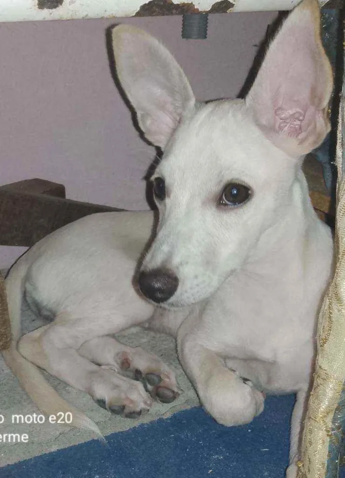 Cachorro ra a Vira lata  idade 2 a 6 meses nome Princesa 