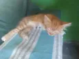 Alemão