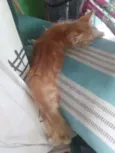 Alemão