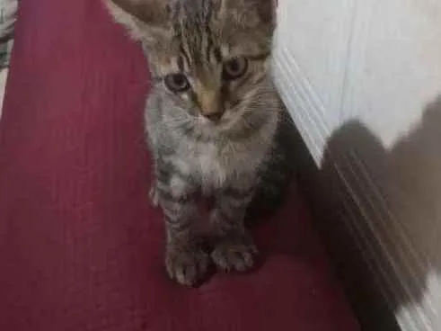 Gato ra a Indeterminada  idade Abaixo de 2 meses nome Sem nome 