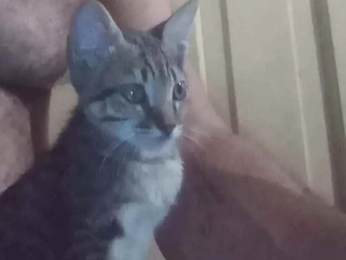 Gato ra a Indeterminada  idade Abaixo de 2 meses nome Sem nome 