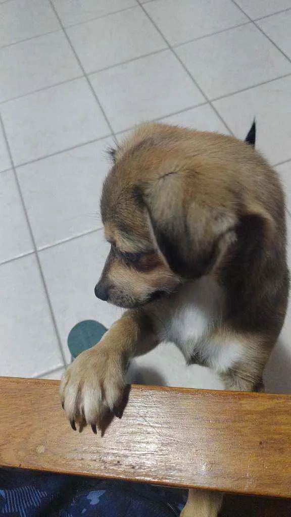 Cachorro ra a VIRALATA idade  nome LAICA