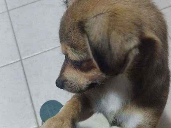 Cachorro ra a VIRALATA idade  nome LAICA