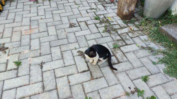 Gato ra a Frajola idade 2 a 6 meses nome ???
