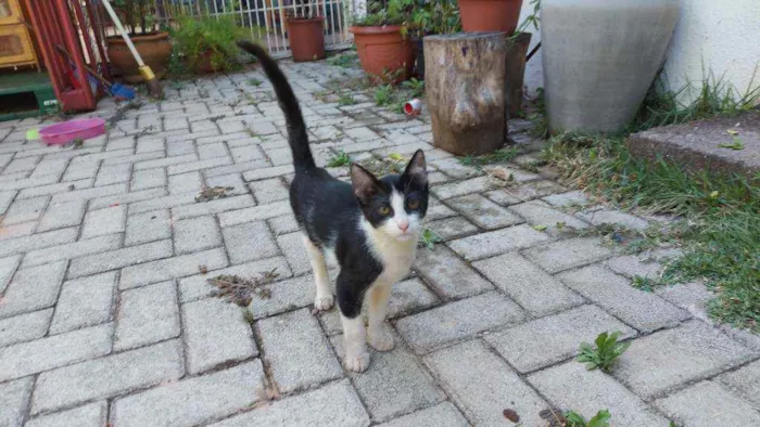 Gato ra a Frajola idade 2 a 6 meses nome ???