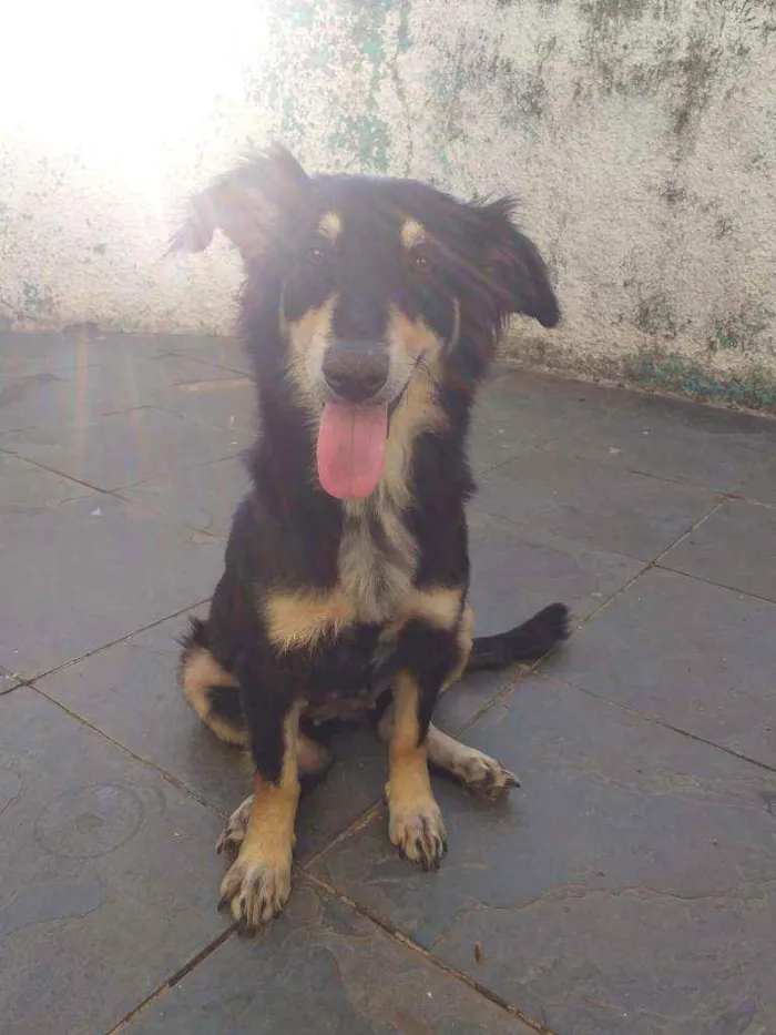 Cachorro raça Mistura de salsichinha idade 1 ano nome .