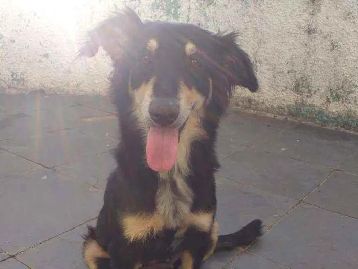Cachorro raça Mistura de salsichinha idade 1 ano nome .