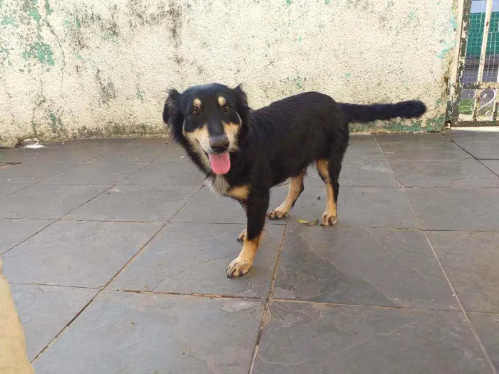 Cachorro raça Mistura de salsichinha idade 1 ano nome .