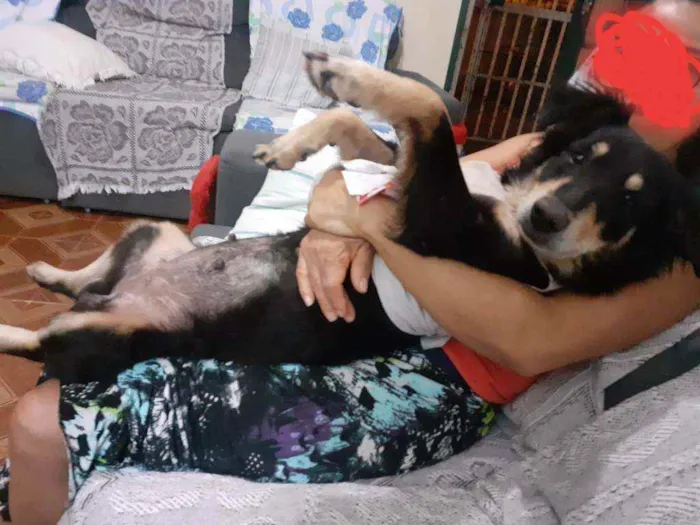 Cachorro raça Mistura de salsichinha idade 1 ano nome .