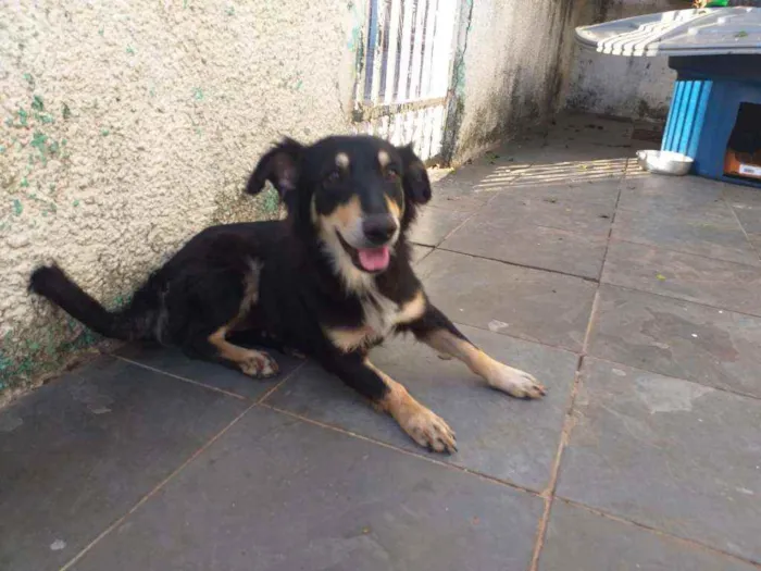 Cachorro raça Mistura de salsichinha idade 1 ano nome .