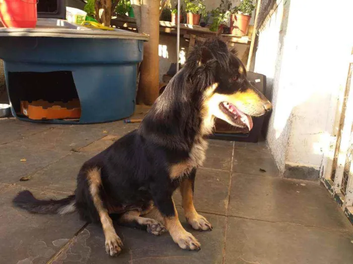 Cachorro raça Mistura de salsichinha idade 1 ano nome .