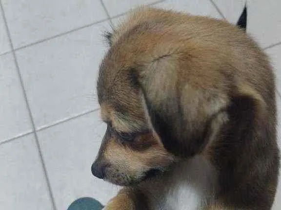 Cachorro ra a VIRALATA idade  nome LAICA