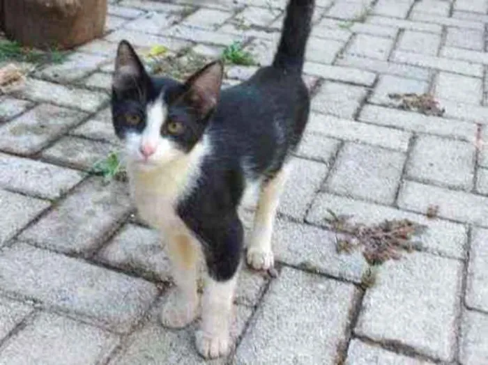 Gato ra a Frajola idade 2 a 6 meses nome ???