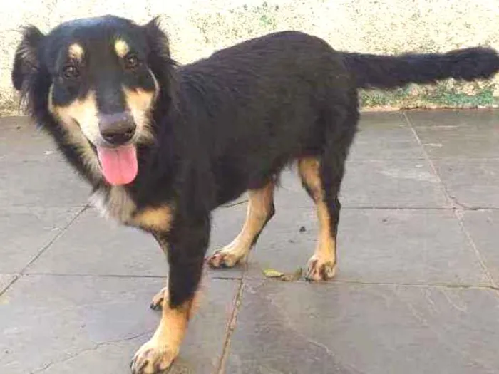 Cachorro raça Mistura de salsichinha idade 1 ano nome .
